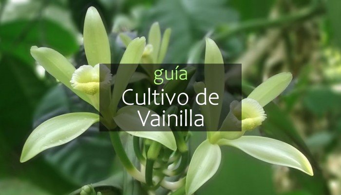 Guía de cultivo de vainilla