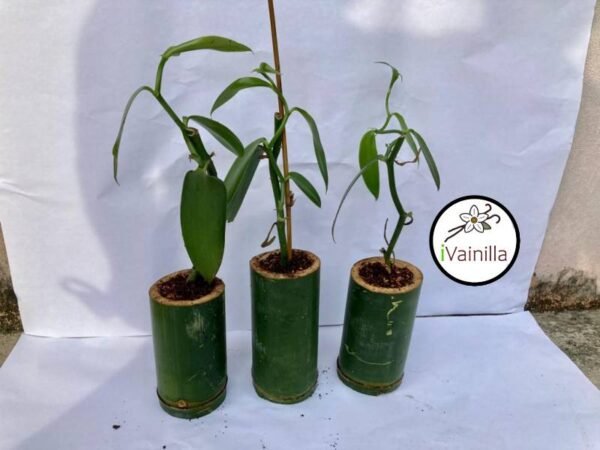 Plantas de vainilla venta